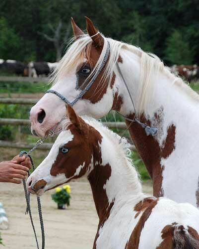 Pinto Arab mare and foal @gestuet-lindenhof